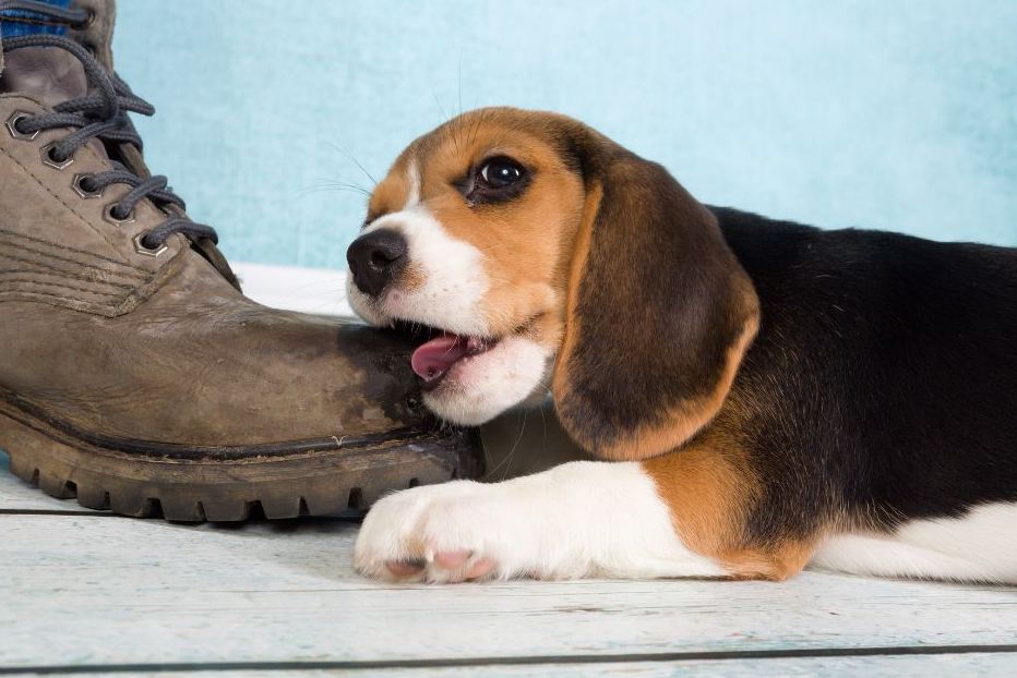 Shoe Chew No More How to Stop Your Dog from Chewing Shoes WuffStuff