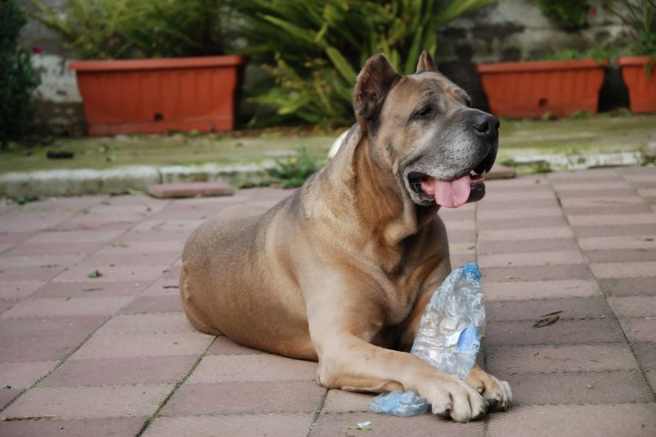 Dogs and Plastic Bottles Understanding the Dangers WuffStuff