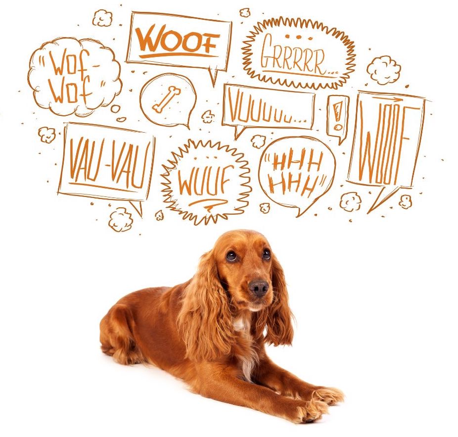 Canine Comprehension How Dogs Understand Words WuffStuff