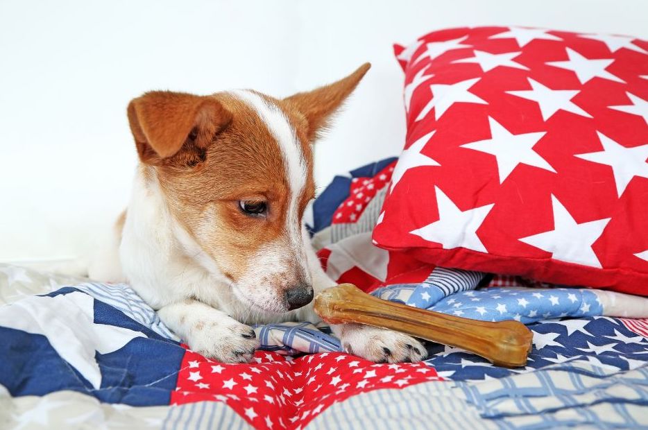 Rawhide for Dogs Separating Fact from Fiction WuffStuff