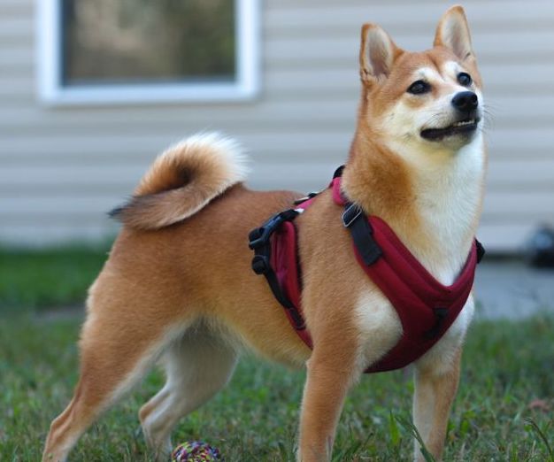 How to Measure Your Dog for the Perfect Harness Fit WuffStuff