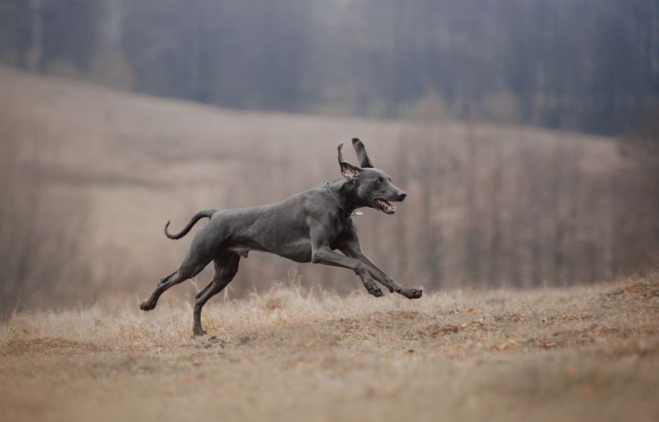 Weimaraner Ear Problems A Guide to Prevention and Care WuffStuff