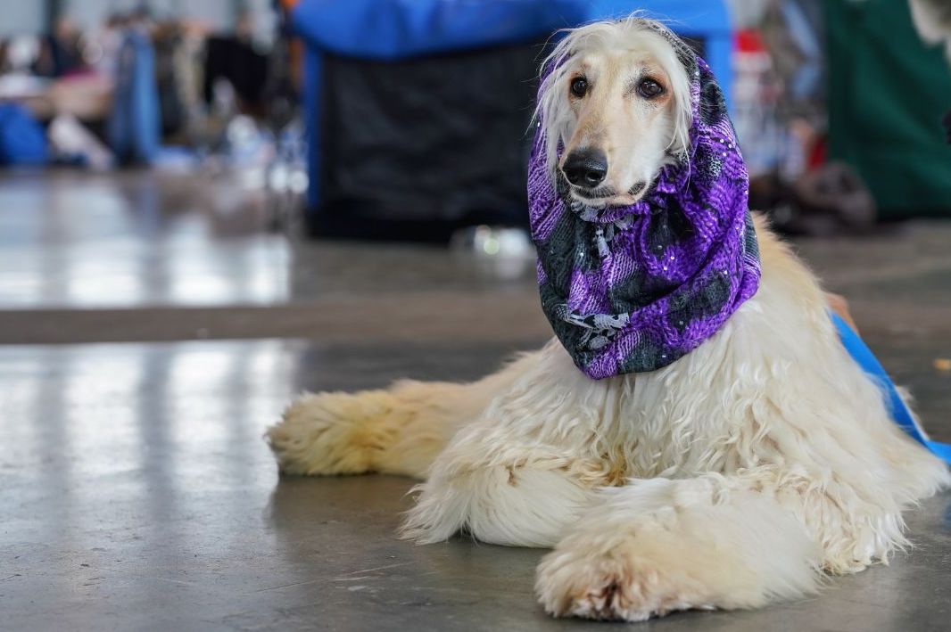 Grooming Your Majestic Borzoi Tips and Tricks WuffStuff