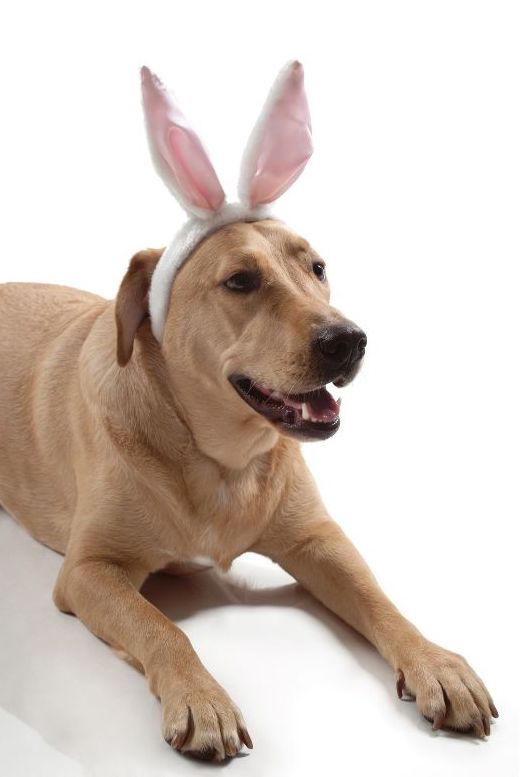 Navigating Ear Problems in Labrador Retrievers A Comprehensive Guide