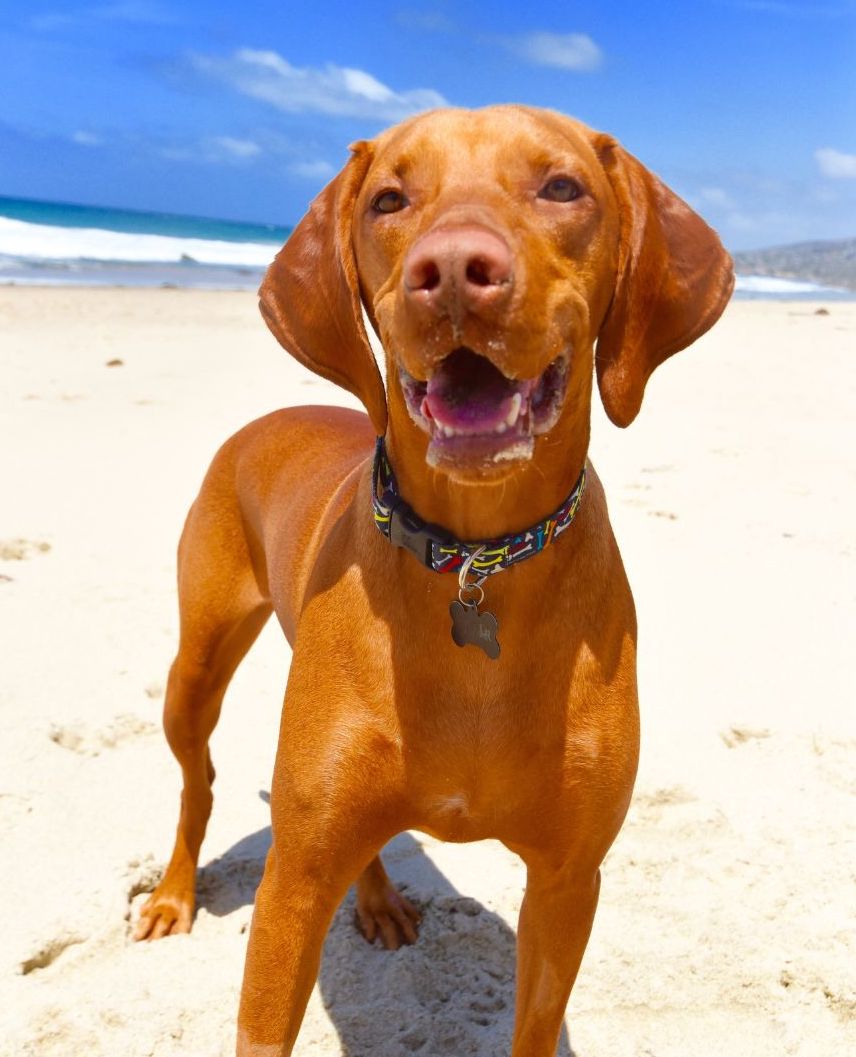 The Elegance of Grooming Vizsla Care Guide WuffStuff